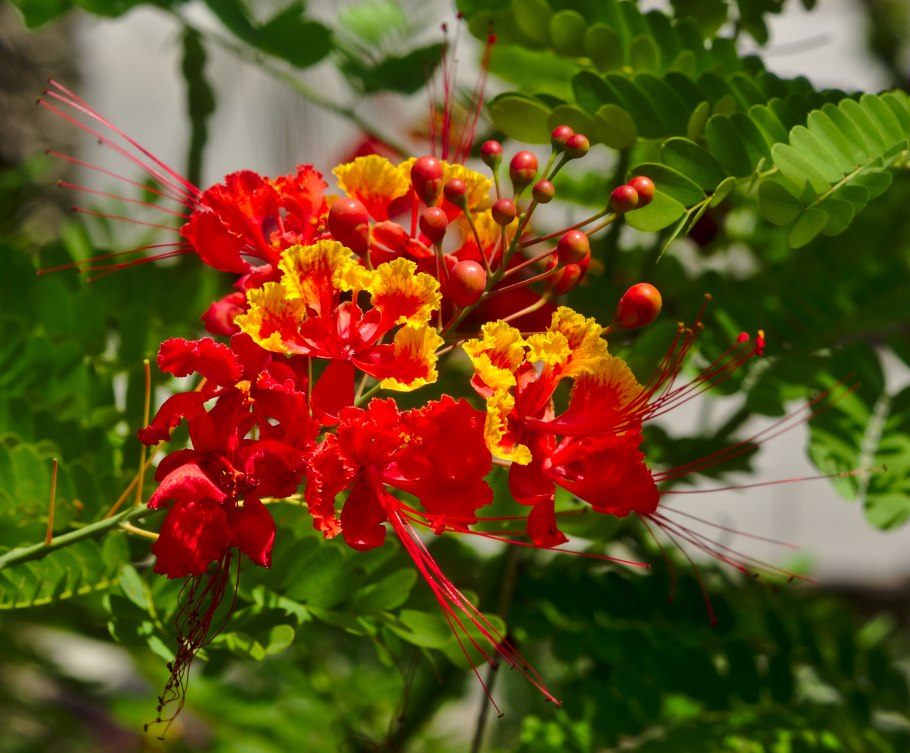 Caesalpinia pulcherrima