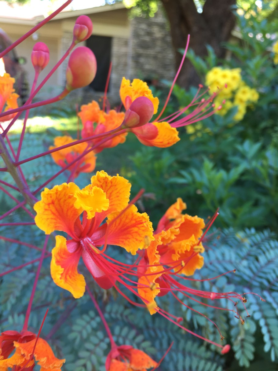 Caesalpinia pulcherrima