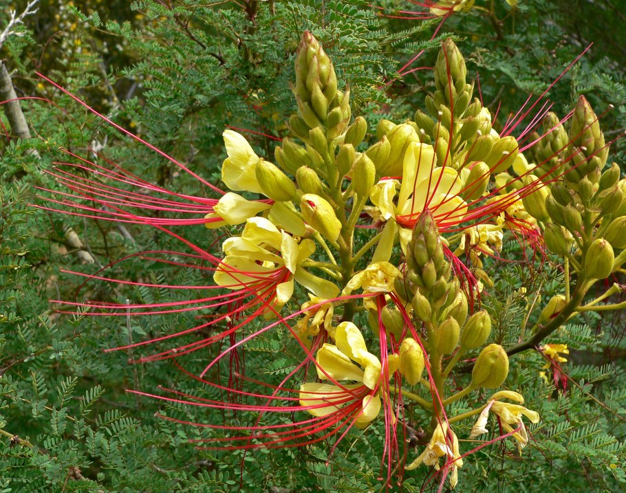 Caesalpinia pulcherrima дерево