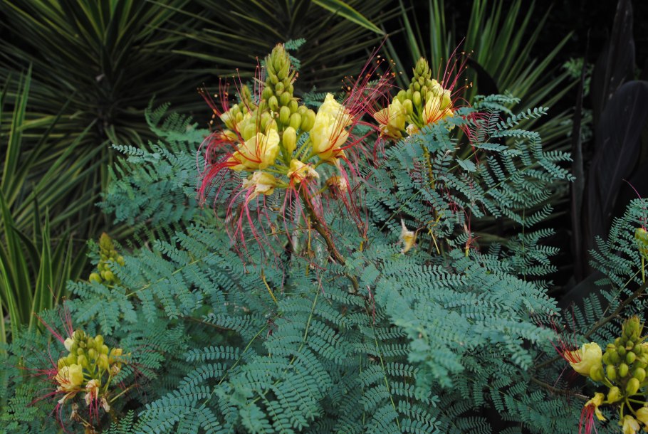 Цезальпиния Джиллиса Caesalpinia gilliesii