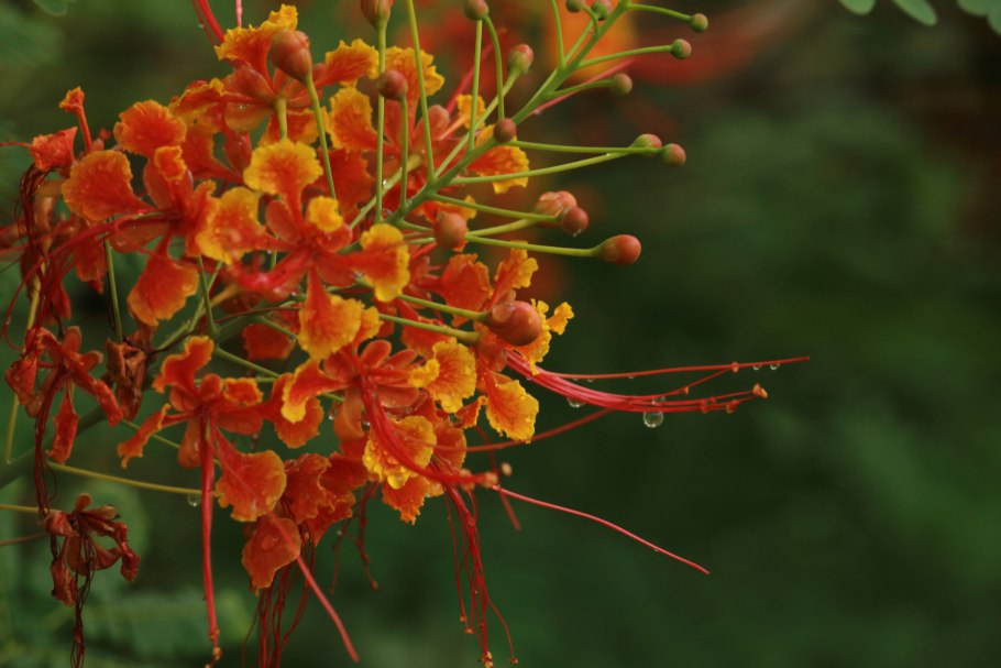 Caesalpinia pulcherrima