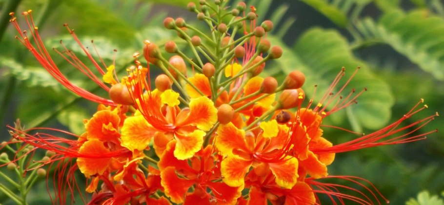 Цезальпиния колючая