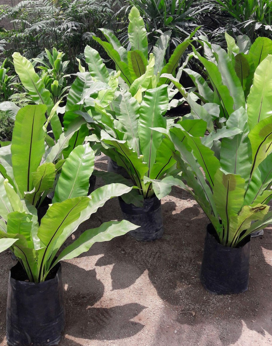 Асплениум Нидус