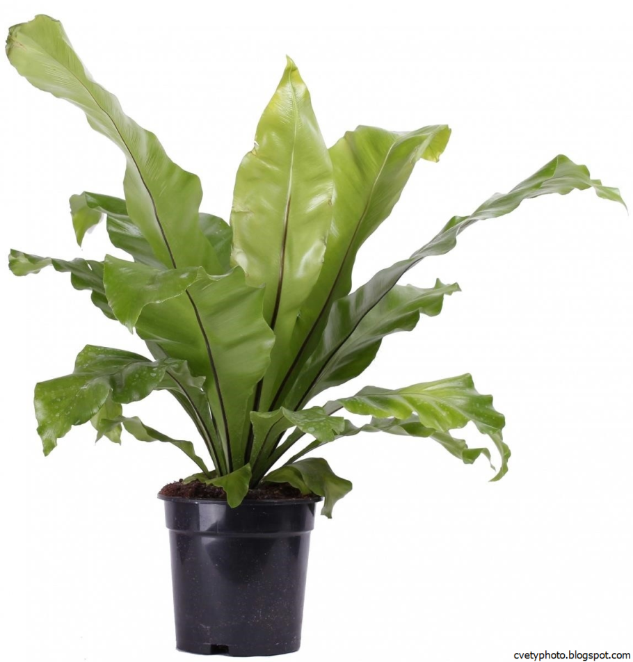 Асплениум antiquum