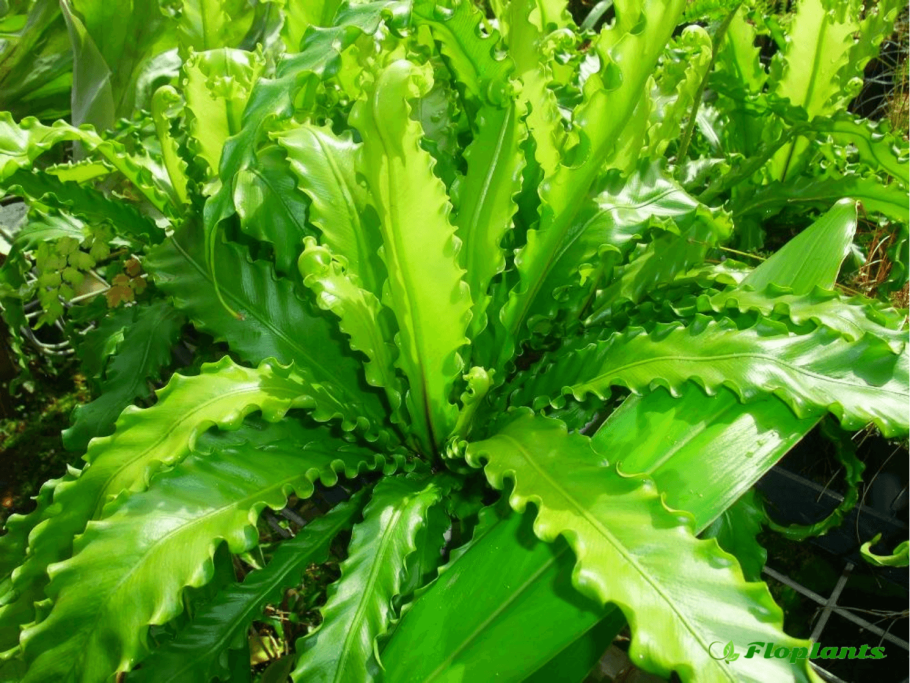 Асплениум Осака