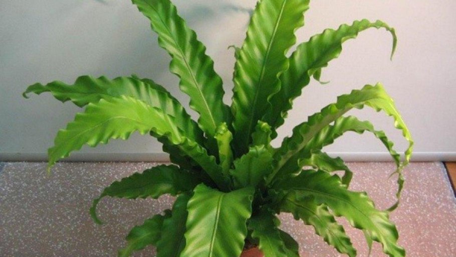 Папоротник асплениум Фейн