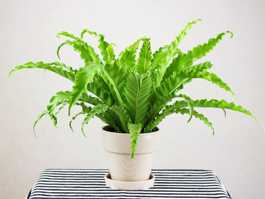 Асплениум Нидус Осака