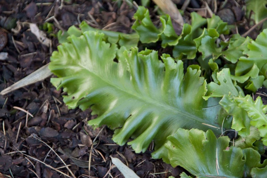 Асплениум СКОЛОПЕНДРИУМ