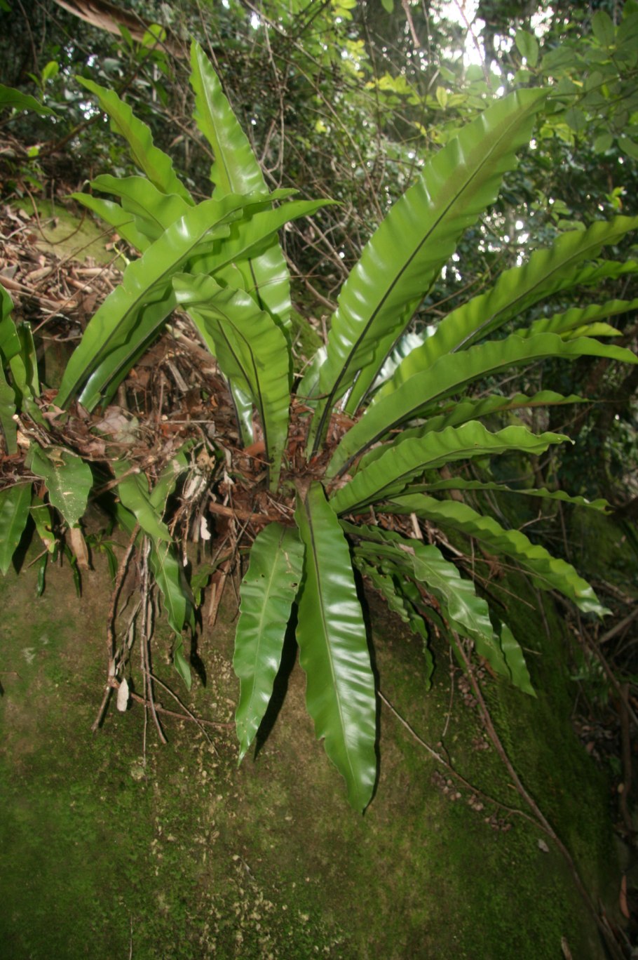 Асплениум южноазиатский