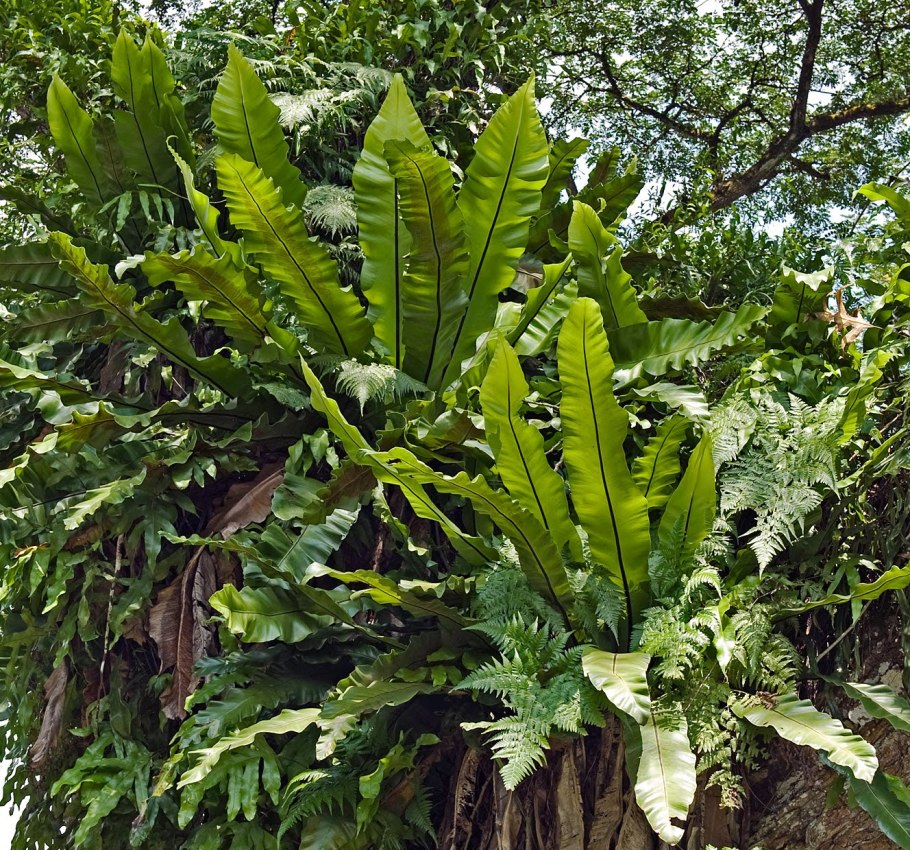 Асплениум гнездовидный