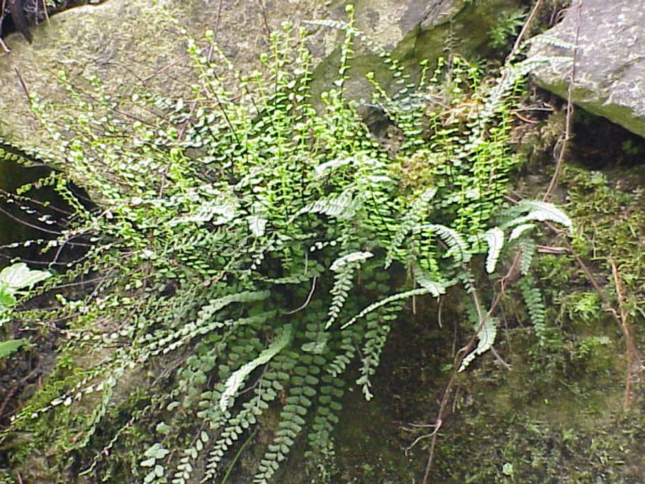 Кочедыжник Athyrium trichomanes