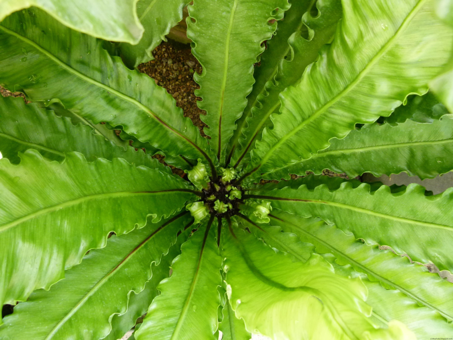 Асплениум гнездовидный