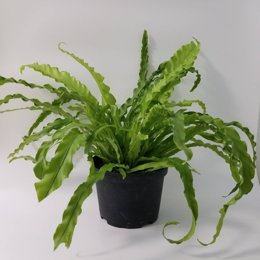 Папоротник асплениум