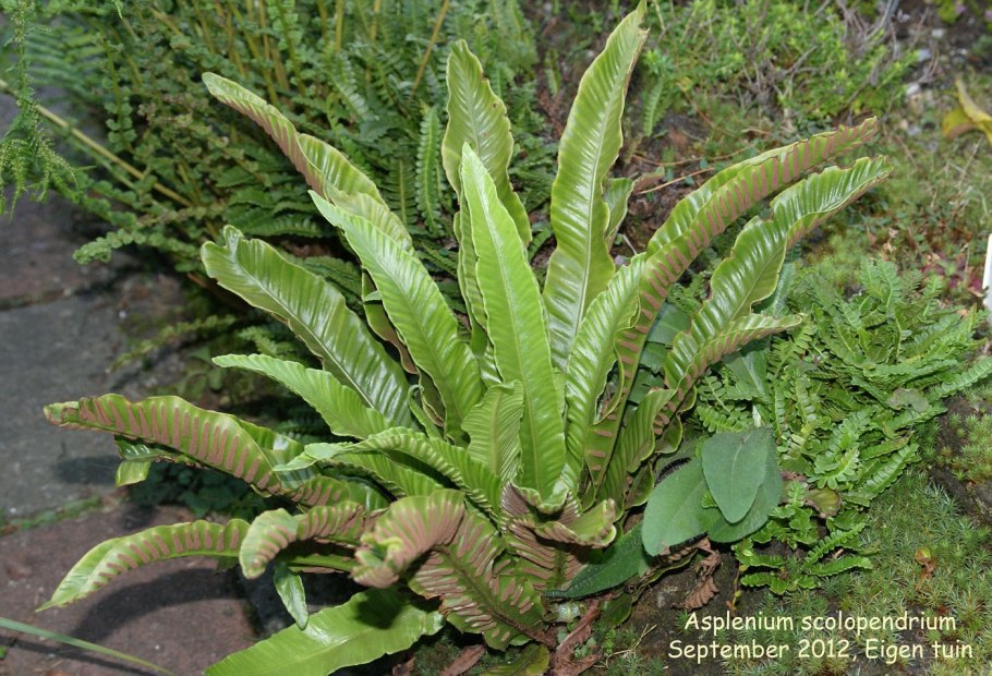 Asplenium scolopendrium
