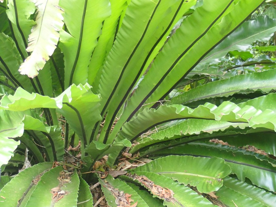 Асплениум Кампио