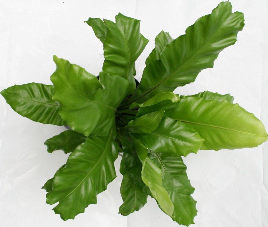 Асплениум Нидус