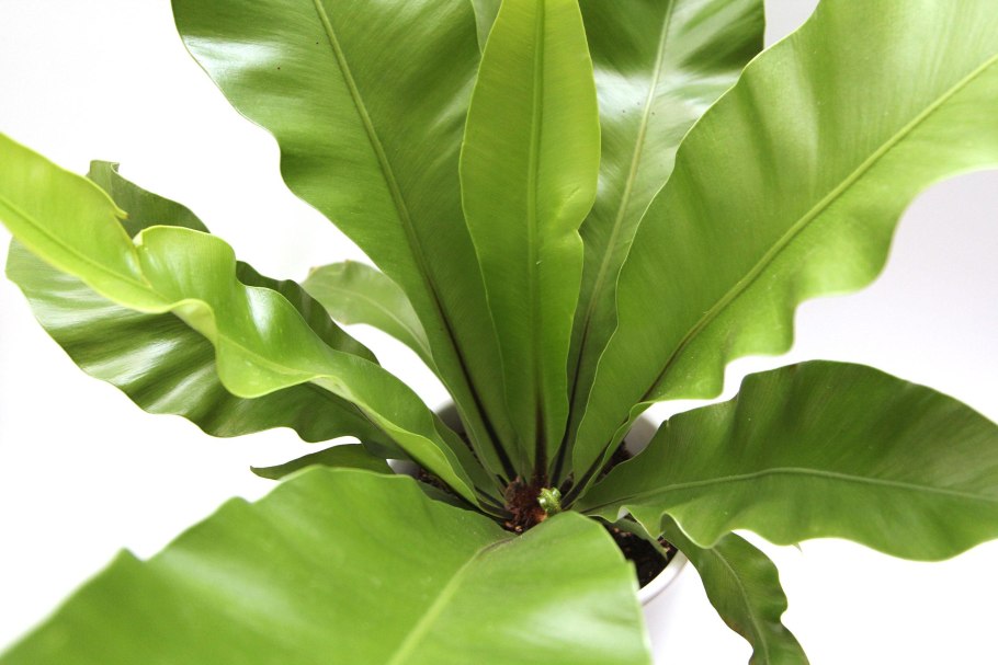 Асплениум Нидус