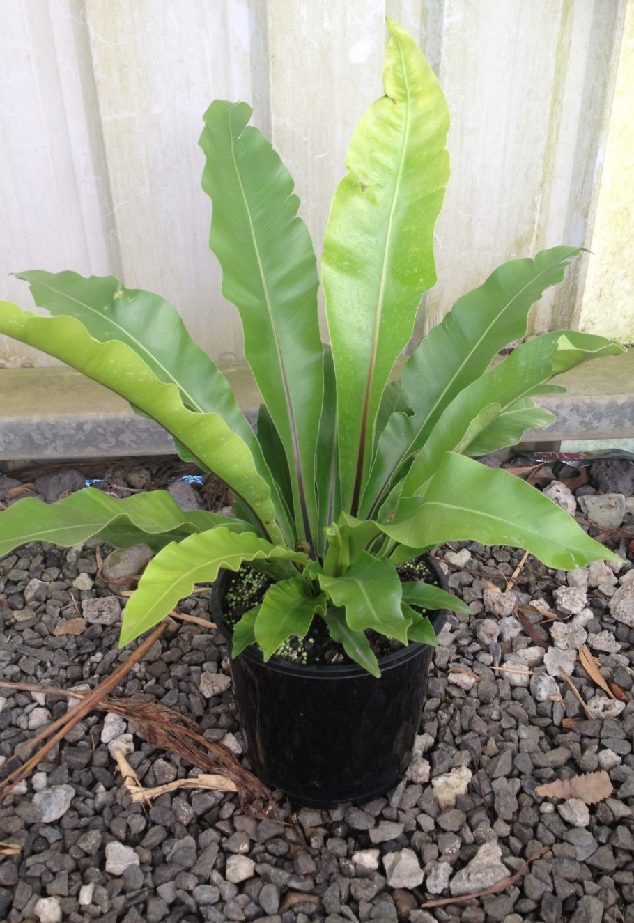 Асплениум Кампио