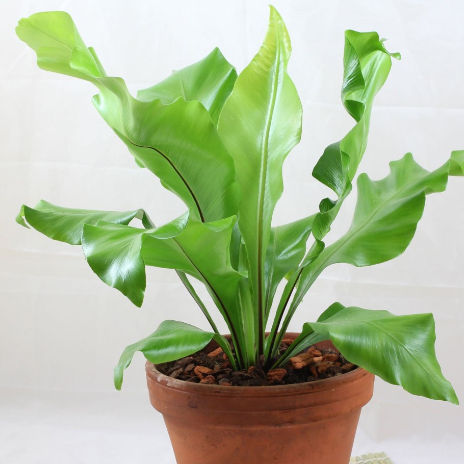 Асплениум Нидус