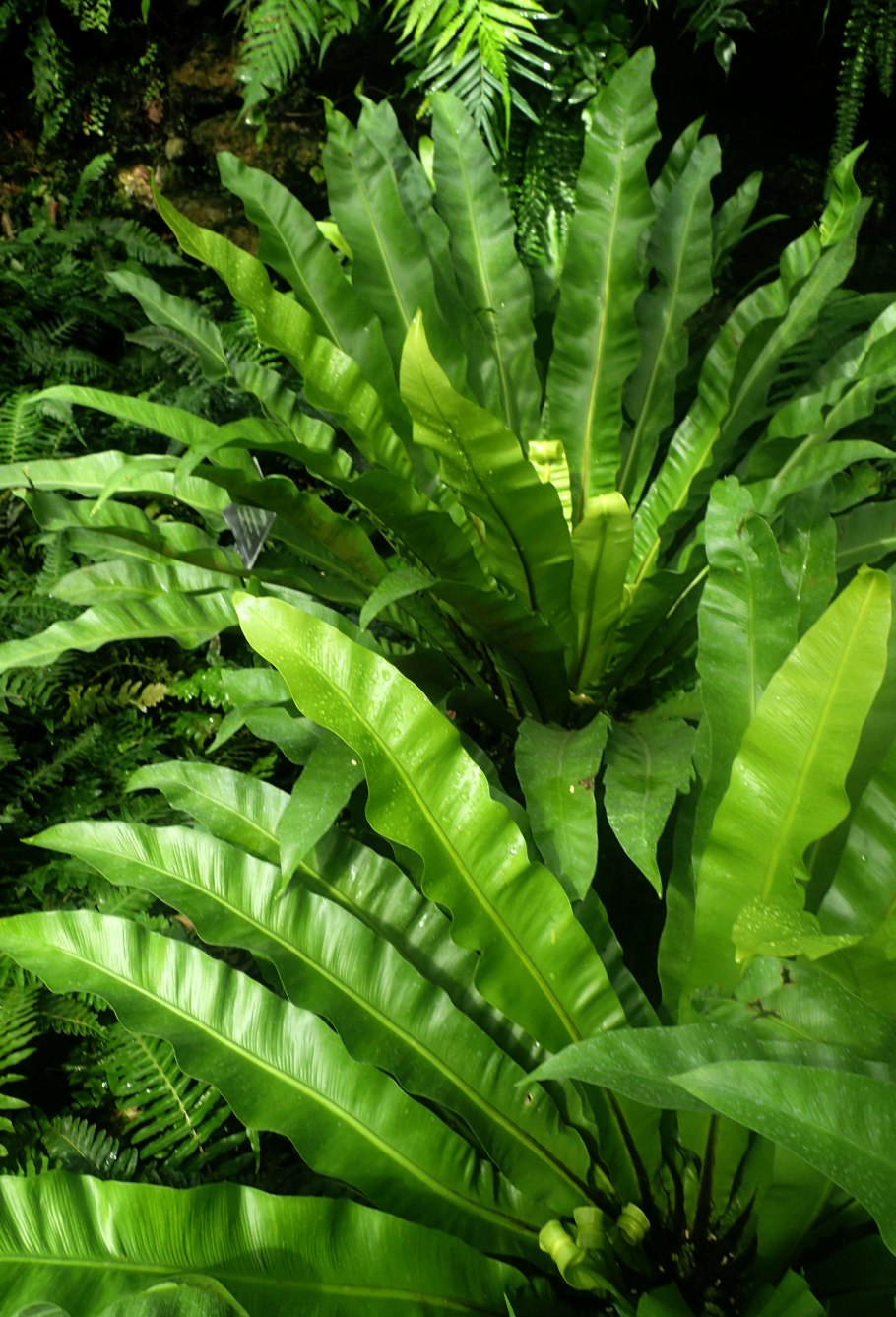 Асплениум крокодил папоротник