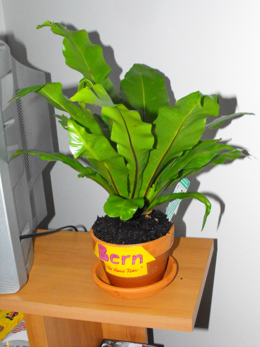 Асплениум (Костенец) южноазиатский