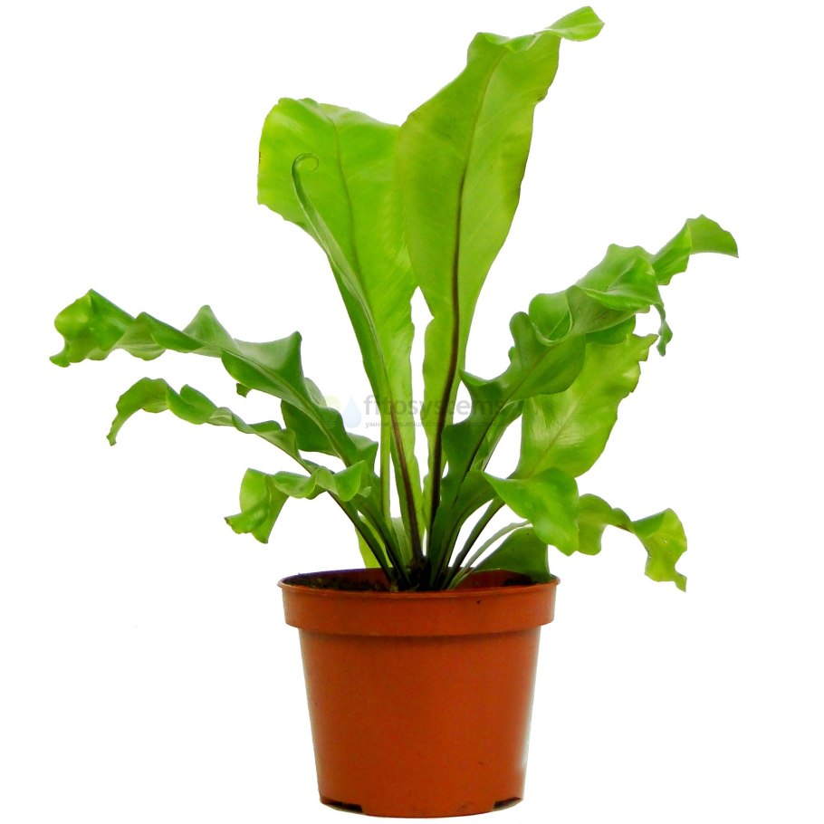 Папоротник асплениум Нидус