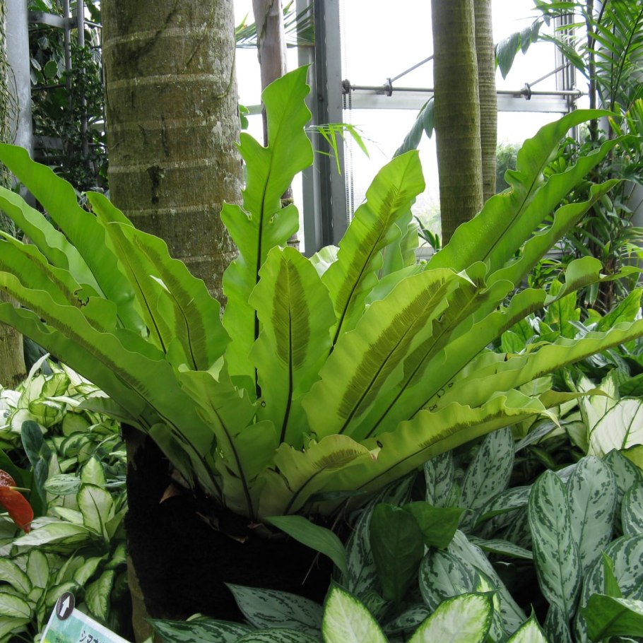 Костенец гнездовой