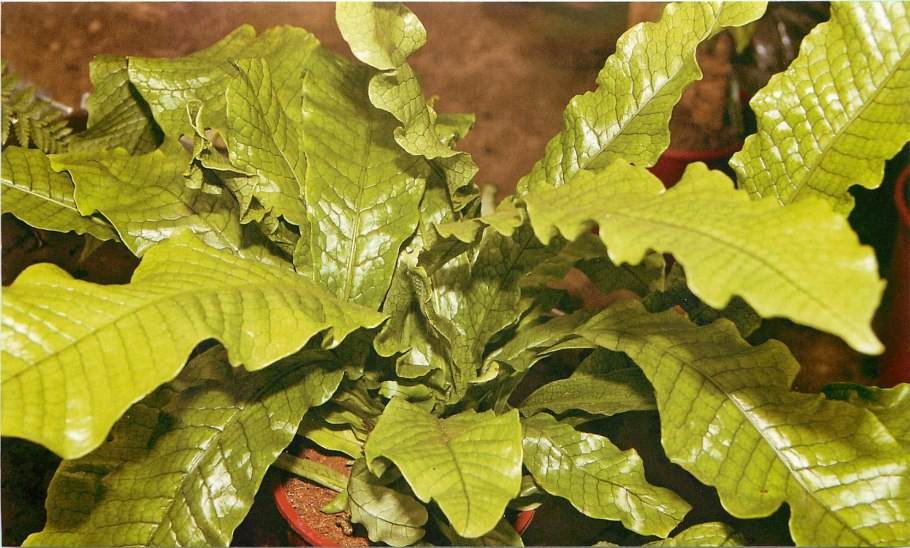 Асплениум гнездовой