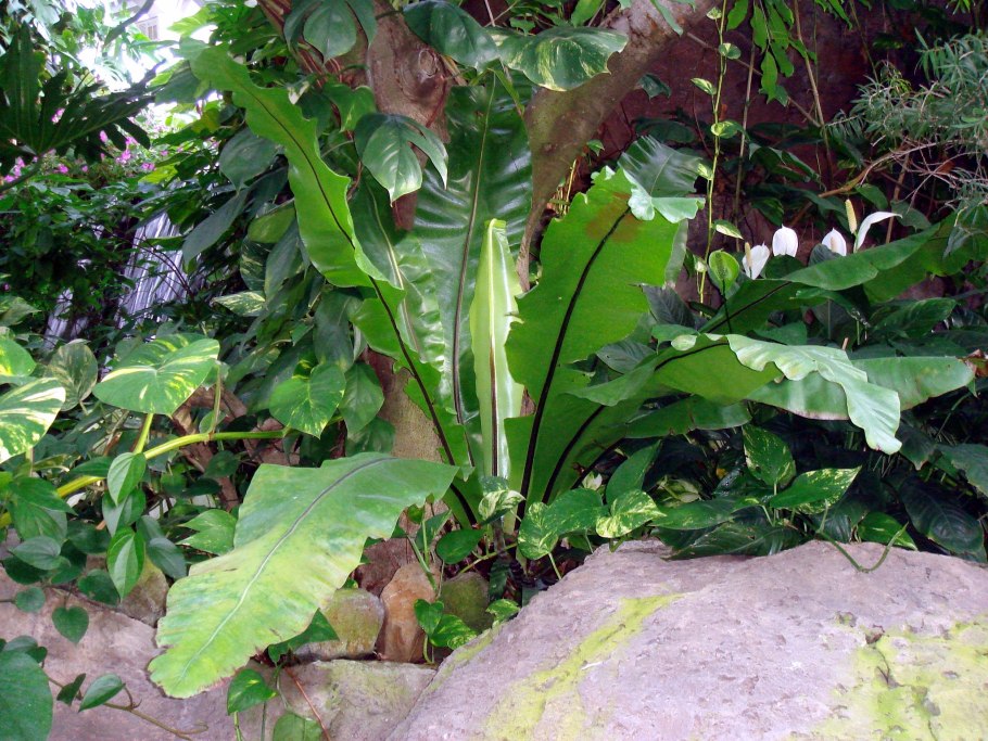 Асплениум гнездовой