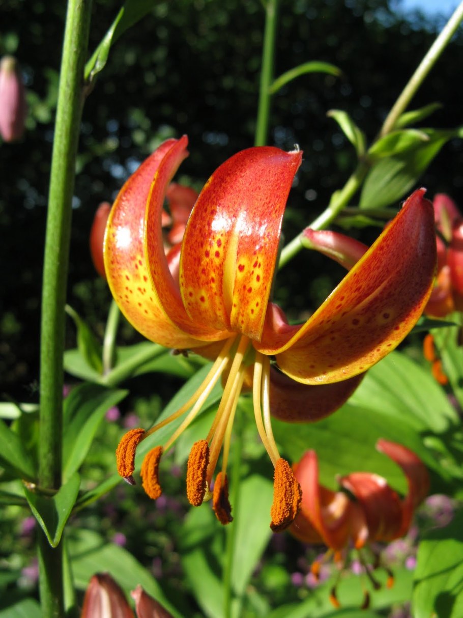 Лилия мартагон саранка