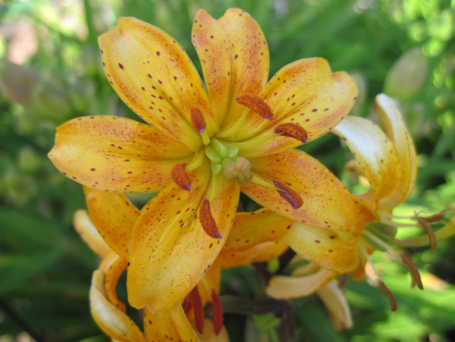 Мартагон Голден морнинг