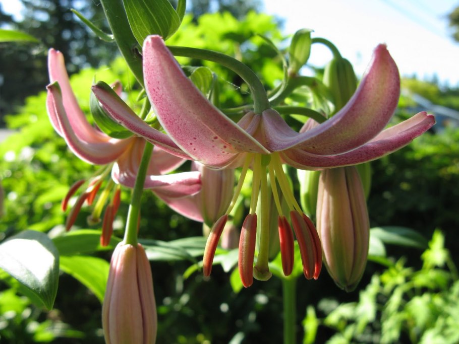 Лилия Lilium 'Claude Shride'