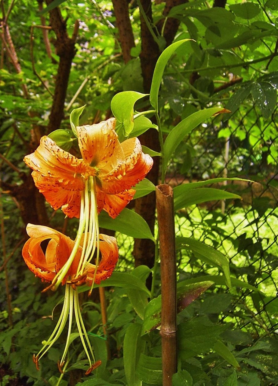 Мартагон гибриды лилии