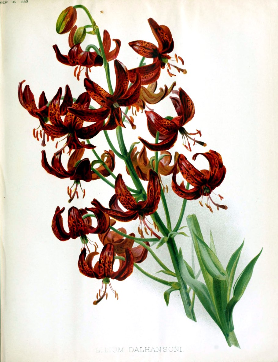 Лилия кудреватая мартагон