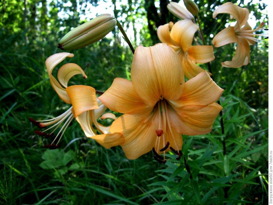 Лилия мартагон Guinea Gold