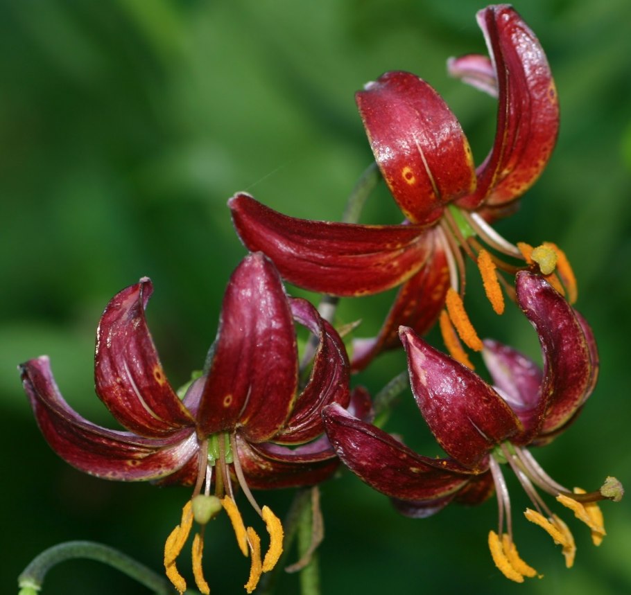 Лилия кудреватая саранка