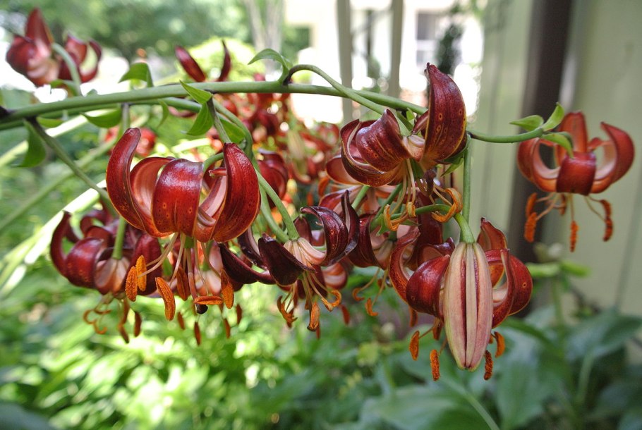 Лилия Лесная кудреватая