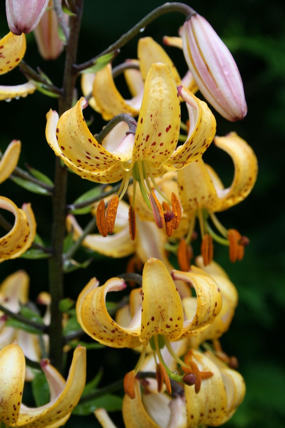 Мартагон Клод Шрайд