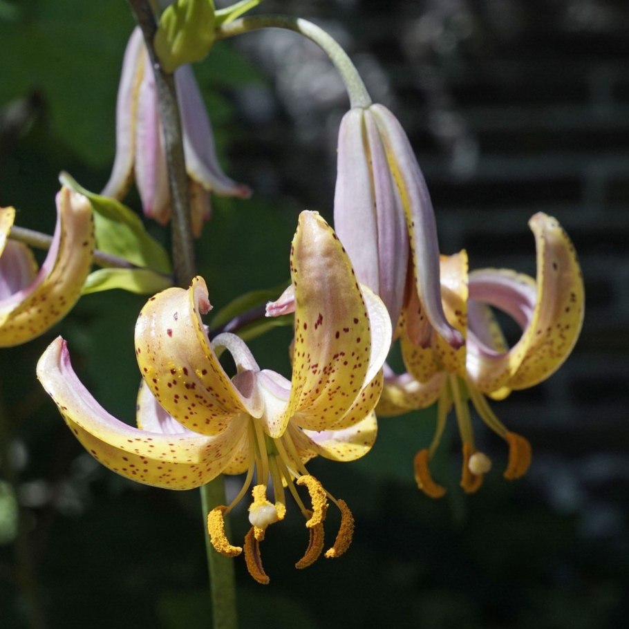 Лилия Арабиан Найт