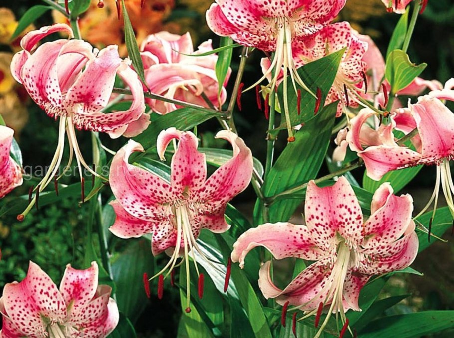 Лилия саранка Сибирская