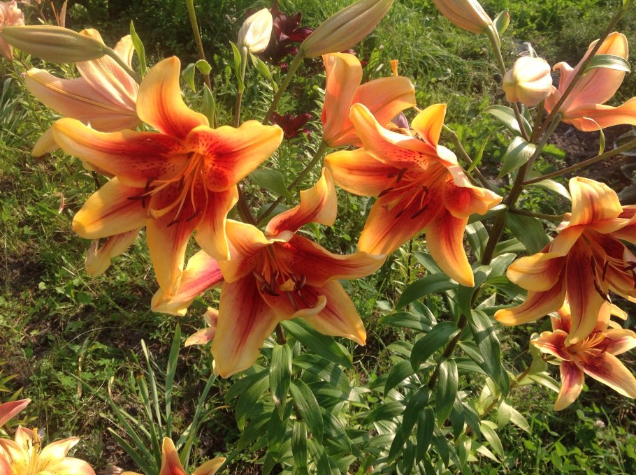 Лилия поникающая