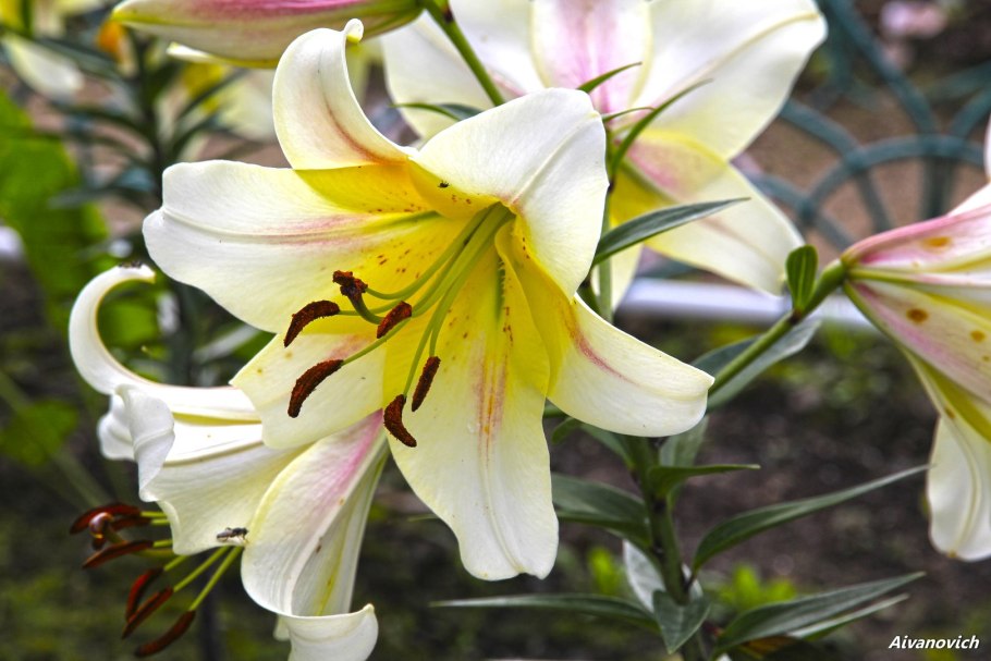 Лилия мартагон var cattaniae