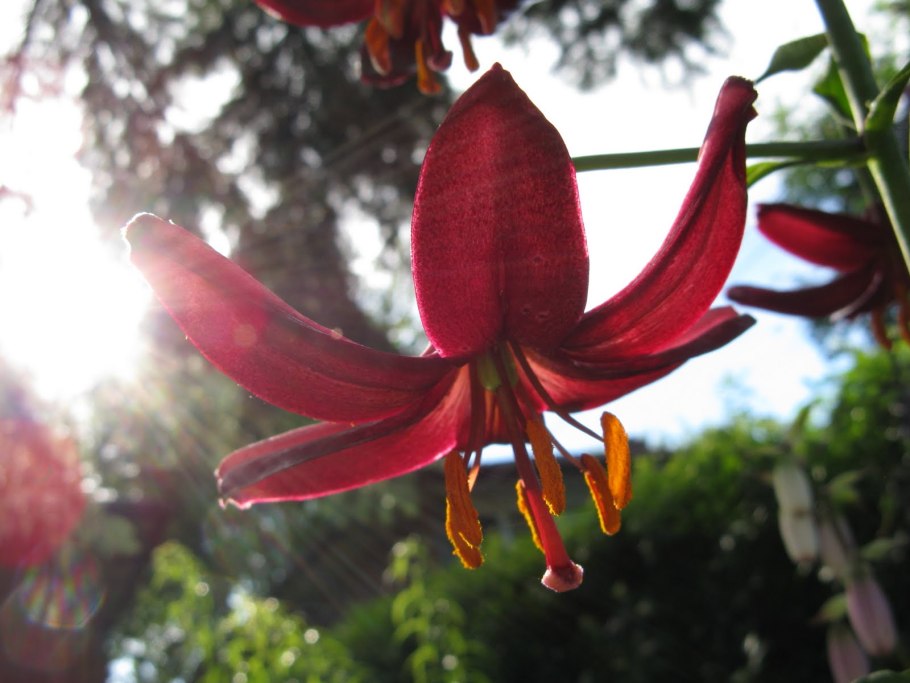 Лилия Масаи