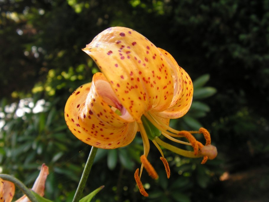 Terrace City Лилия мартагон