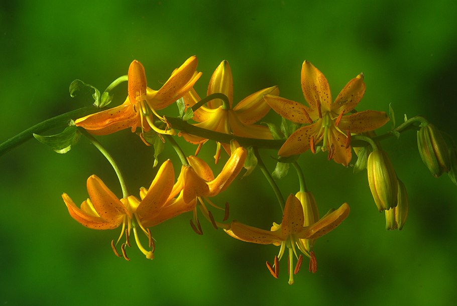 Мартагон сорт Аэлита