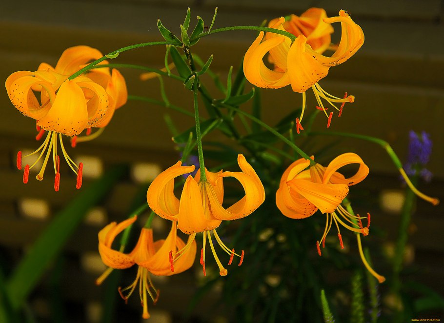 Лилия мартагон Claude Shride