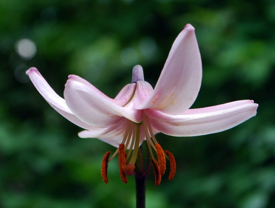 Лилия speciosum rubrum
