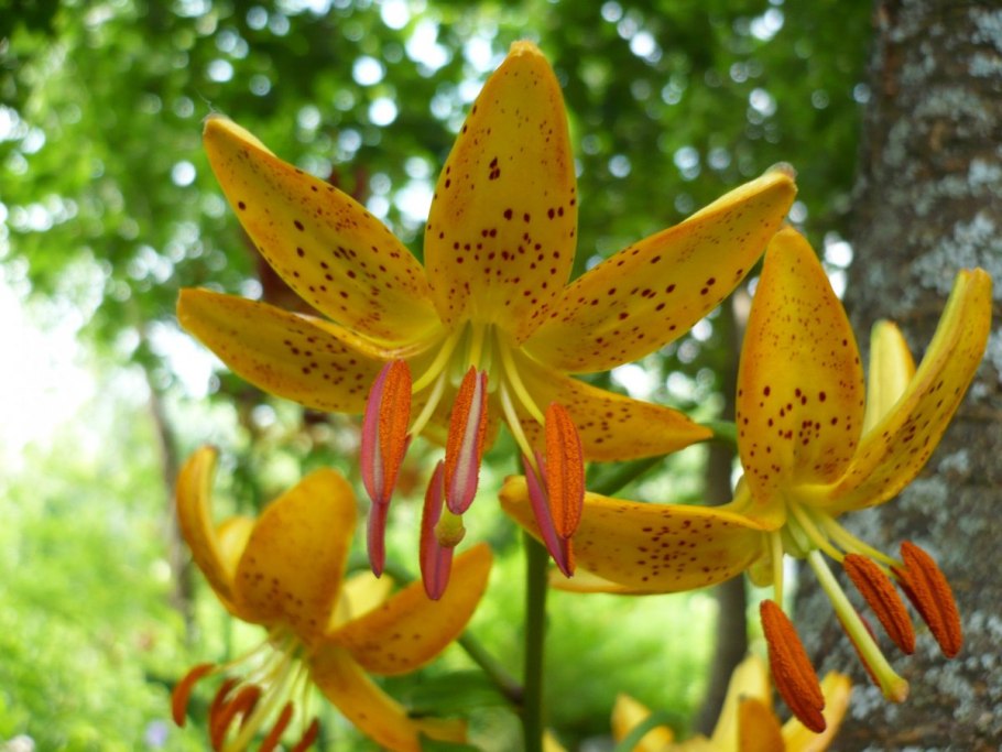 Лилия speciosum leichtlinii