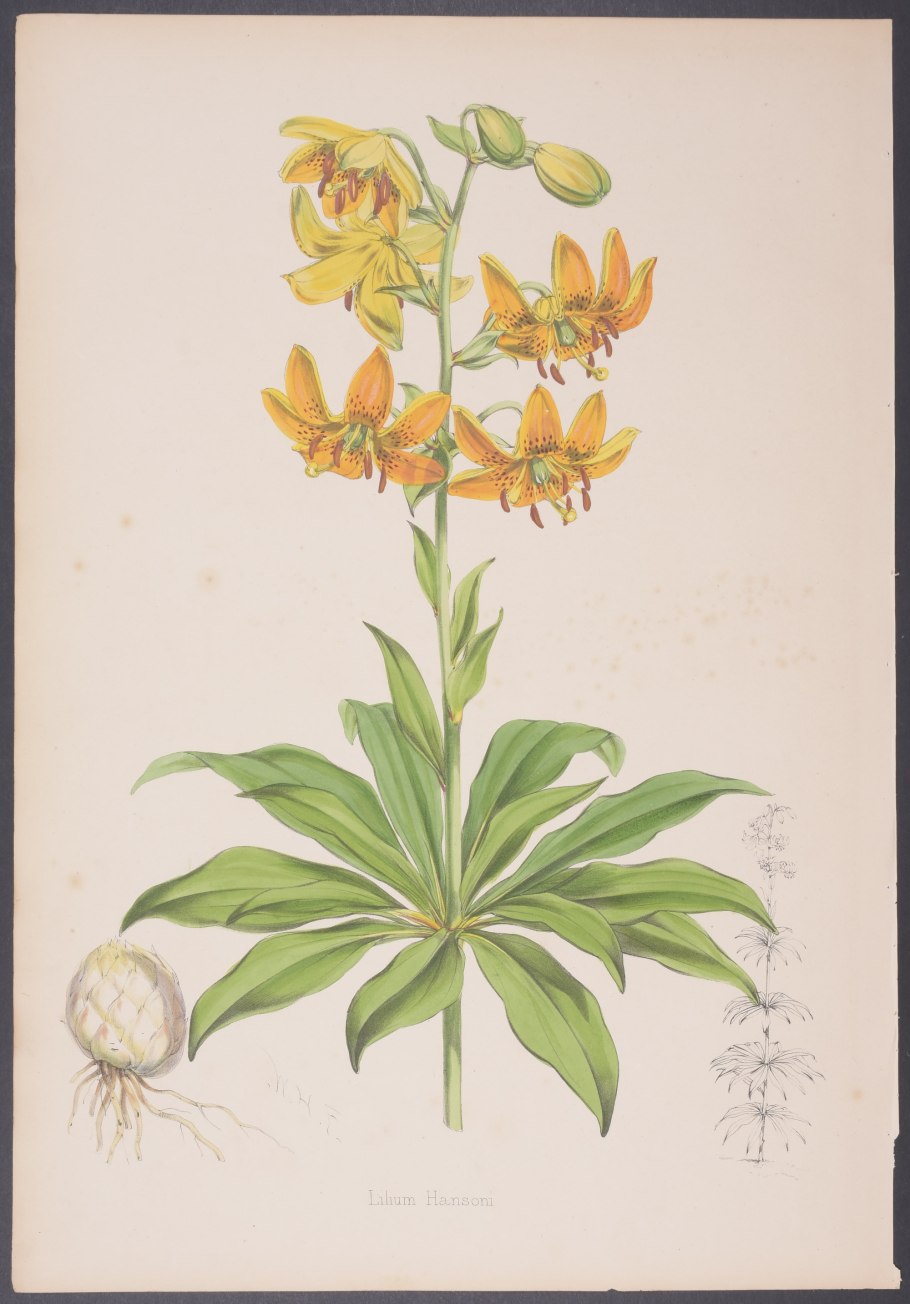 Лилия Хансона фото и описание сорта размножение