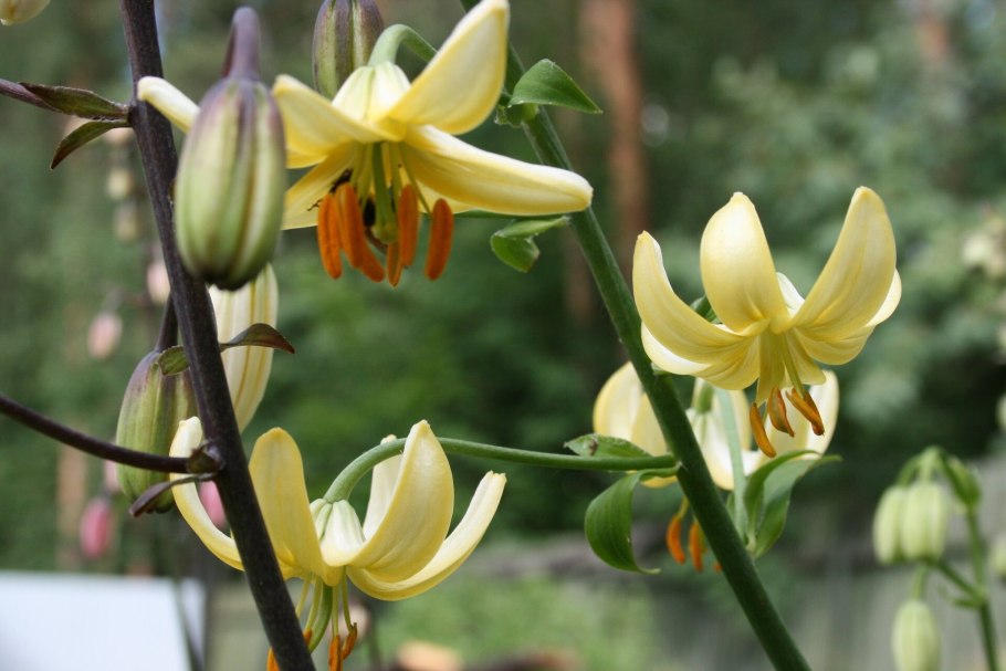 Мартагон hansonii